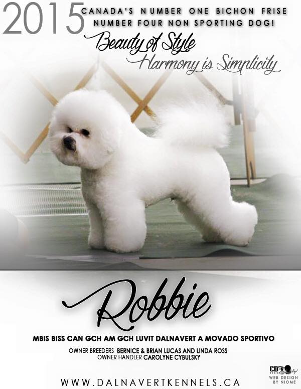CHECK OUT THE BICHON FRISE CLUB OF CANADA WEBSITE FOR  THE "BICHON BLITZ"