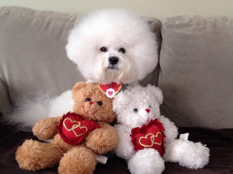 HAPPY VALENTINE'S DAY EVERYONE !