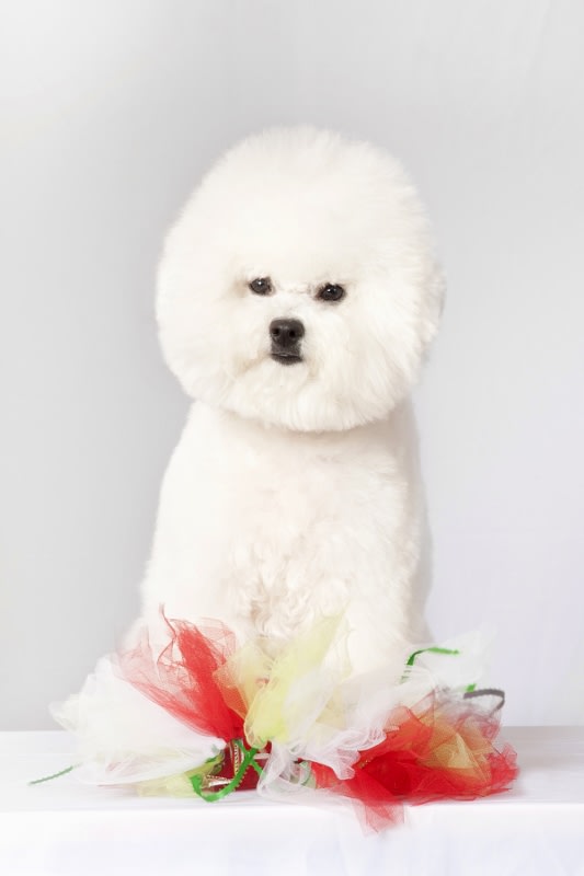 HAPPY CANADA DAY FROM DALNAVERT AND LUVIT KENNELS !