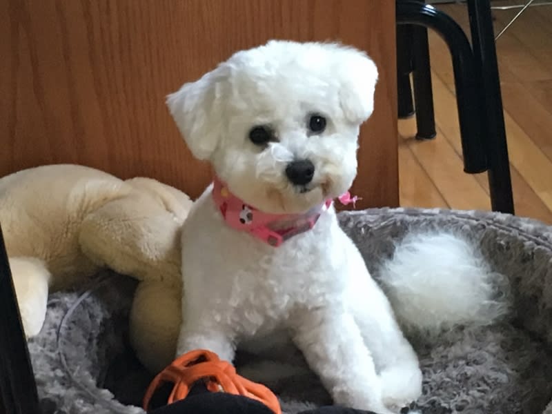 HAPPY PUPPY... HAPPY FAMILY!