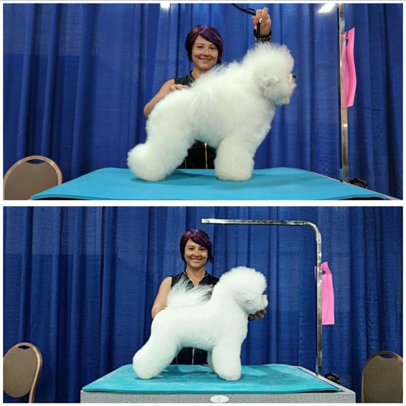 THE OTHER LIFE OF GRAND CHAMPION EXCELLENT "ROBBIE"