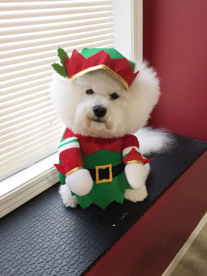  ELF ON A SHELF - TAZ