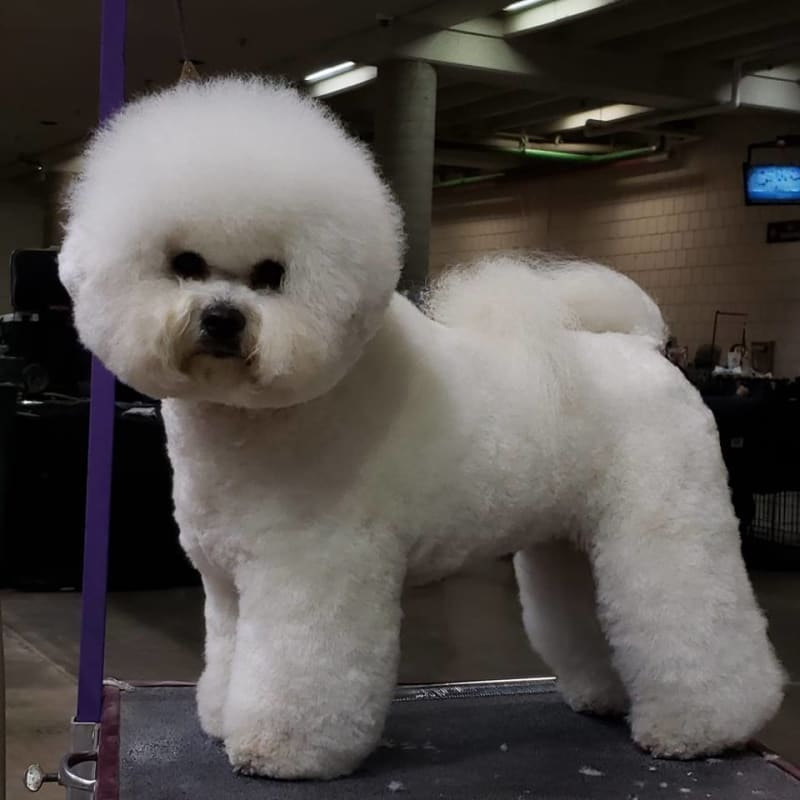 MIA TAKES BEST OF BREED !