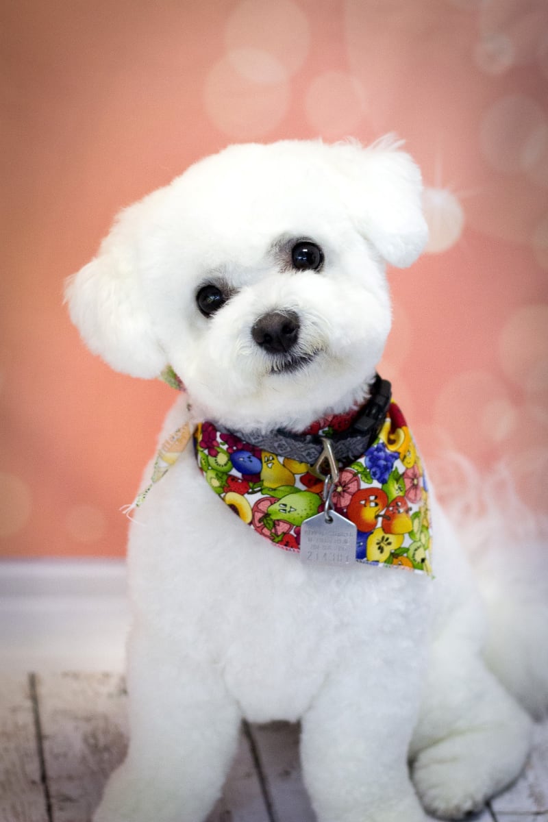 Happy bichon, happy family...