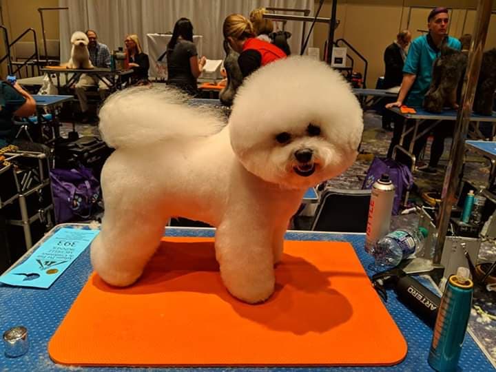 ROBBIE IN ATLANTA, GA GROOMING COMPETITION 2019