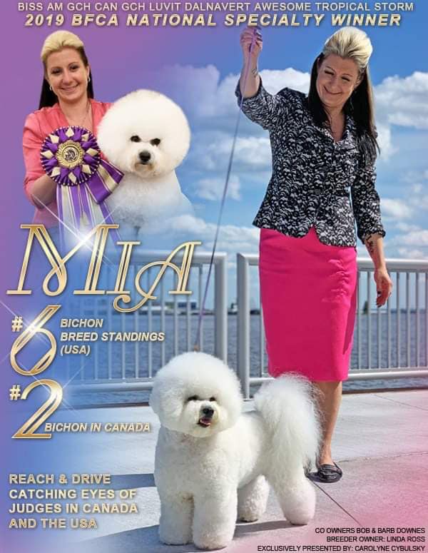 MIA... CANADA'S #1 BICHON FRISE