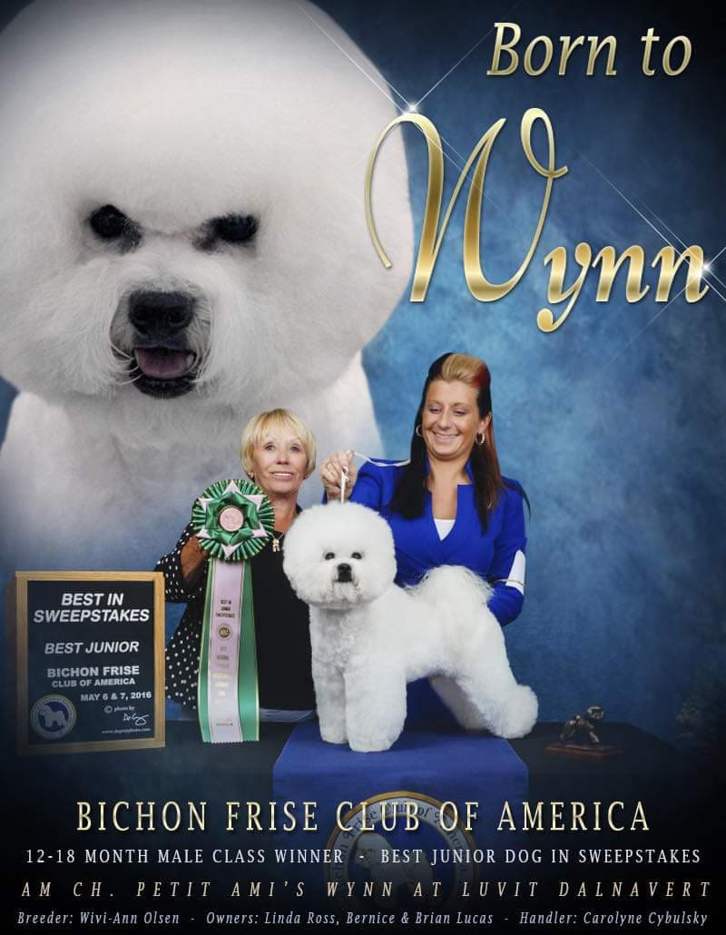 LUVIT DALNAVERT BICHON FRISE LITTER AVAILABLE IN FLORIDA