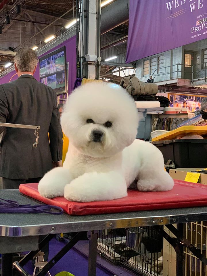 MIA DOES WESTMINSTER 2020