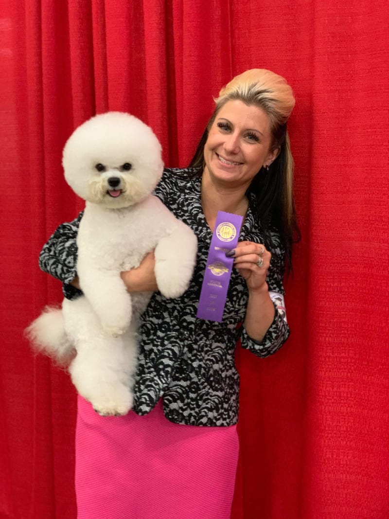 LUVIT DALNAVERT BICHON FRISE HAVE A BEAUTIFUL LITTER OF PUPPIES AVAILABLE IN FLORIDA