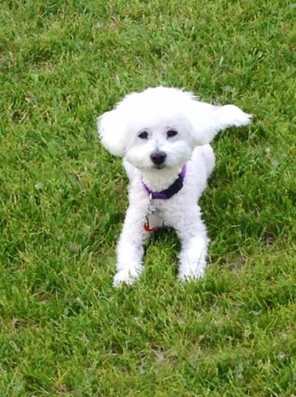 TODAY WE MOURN THE PASSING OF " COOKIE " 2003 - 2020