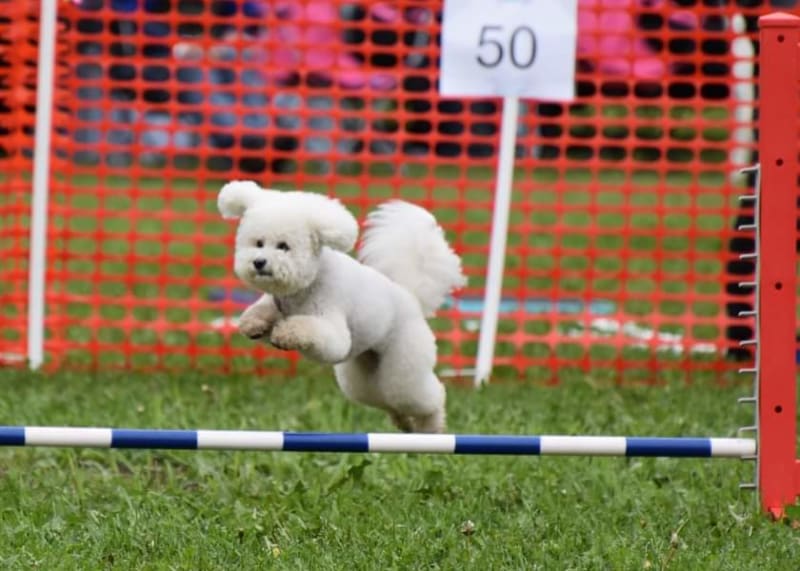 MAGGIE ON THE AGILITY COURSE.... SAILING OVER THE BAR JUMP