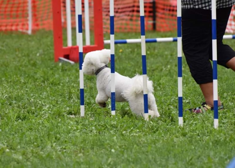 MAGGIE ON THE AGILITY COURSE....THE WEAVE POLES