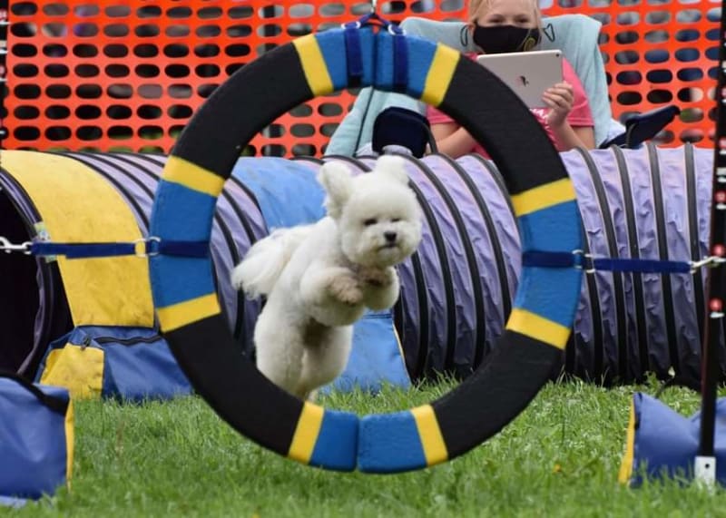 MAGGIE ON THE AGILITY COURSE.... FLYING THROUGH THE HOOP !