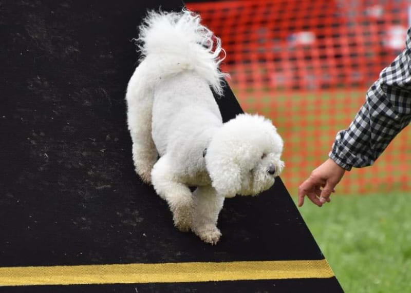 MAGGIE ON THE AGILITY COURSE....Learning to come down the teeter totter