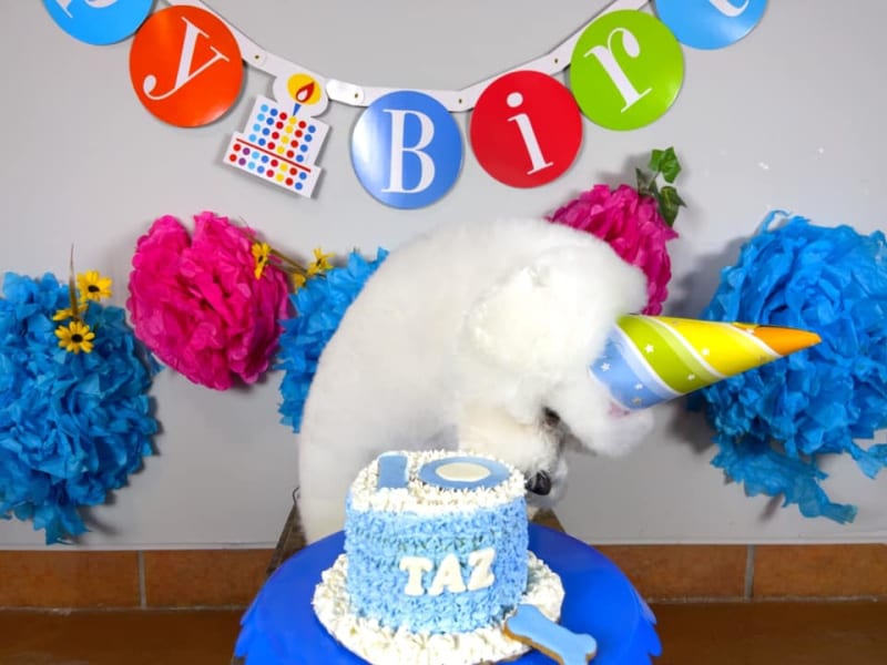 TAZ  AT HIS BIRTHDAY PARTY !