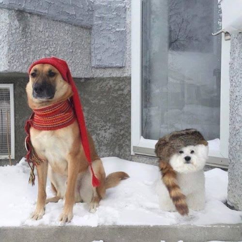 FESTIVAL DU VOYAGEUR WEEK !