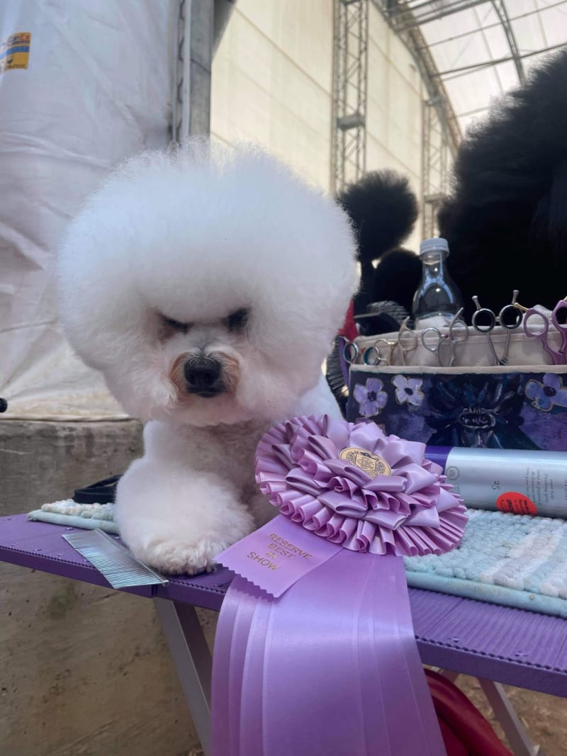 CALGARY - ICE WINS RESERVE BEST IN SHOW TODAY !