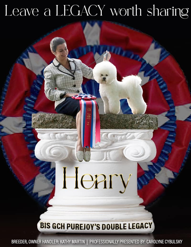 ICE CONGRATULATES HIS SON "HENRY" FOR BEING THE # 1 BICHON  FRISE IN CANADA IN 2022