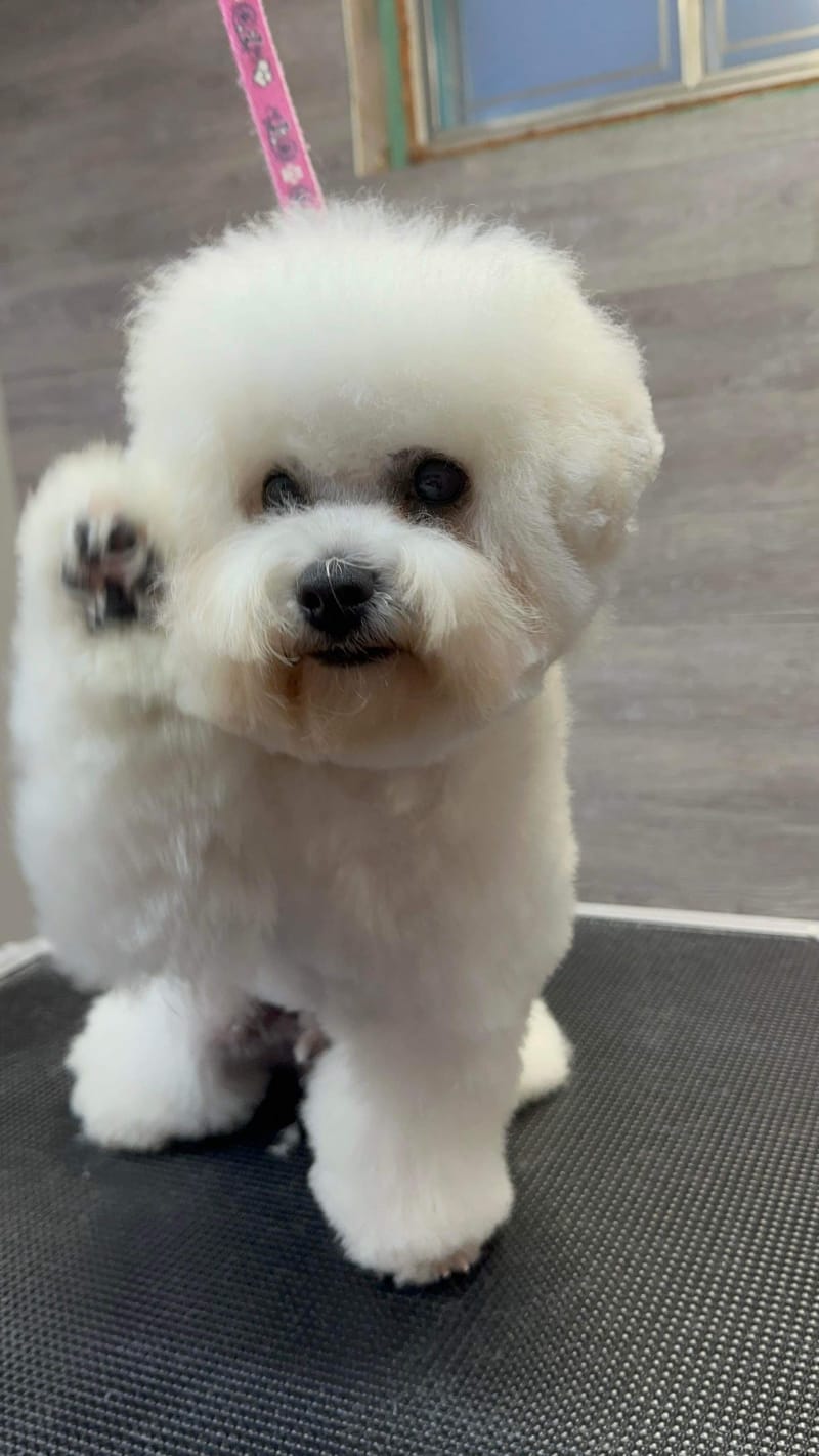 HIGH FIVE EVERYONE FROM DALNAVERT LUVIT BICHON FRISE !