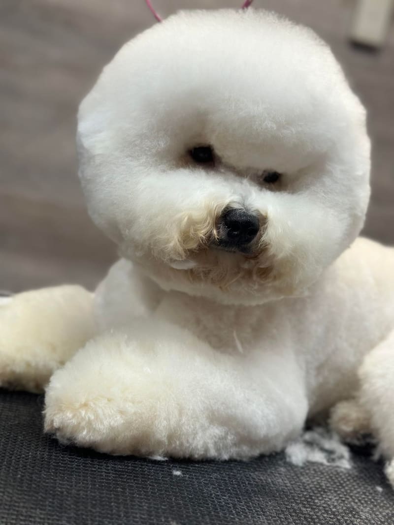 Happy New Year from Dalnavert Bichon Frise!