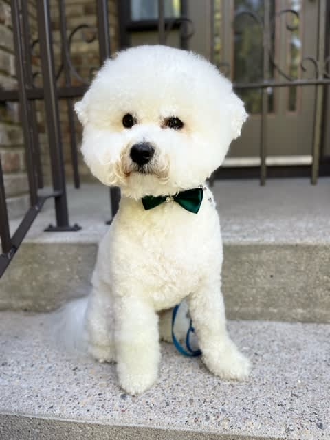 HOW MUCH FOR A PUPPY?