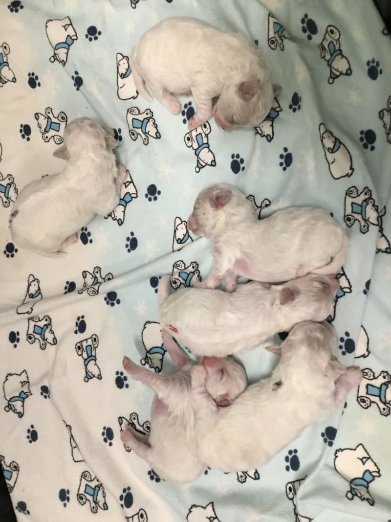 DALNAVERT BICHON FRISE...6 DAY OLD PUPPIES !