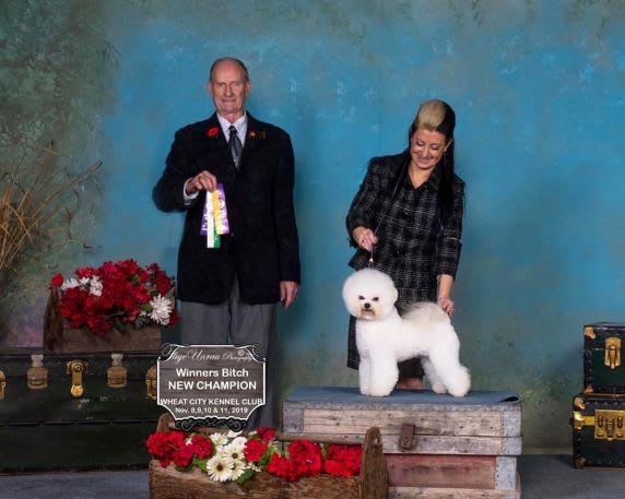 QUALITY LITTER OF BICHON FRISE PUPPIES AVAILABLE.