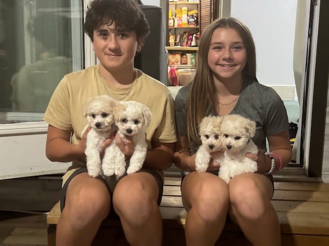 QUALITY LITTER OF BICHON FRISE PUPPIES AVAILABLE.