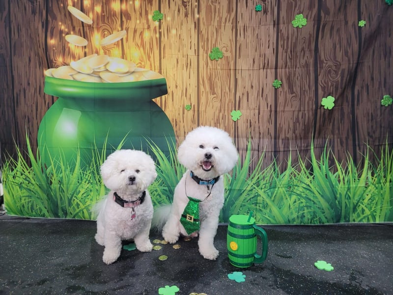 Happy St. Patrick's Day!