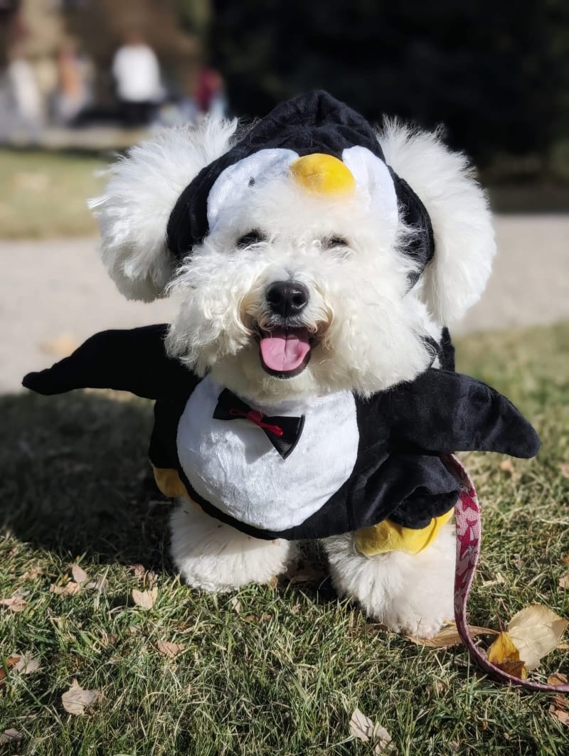 Happy Halloween from Dalnavert Bichon Frise and Pi the Penguin