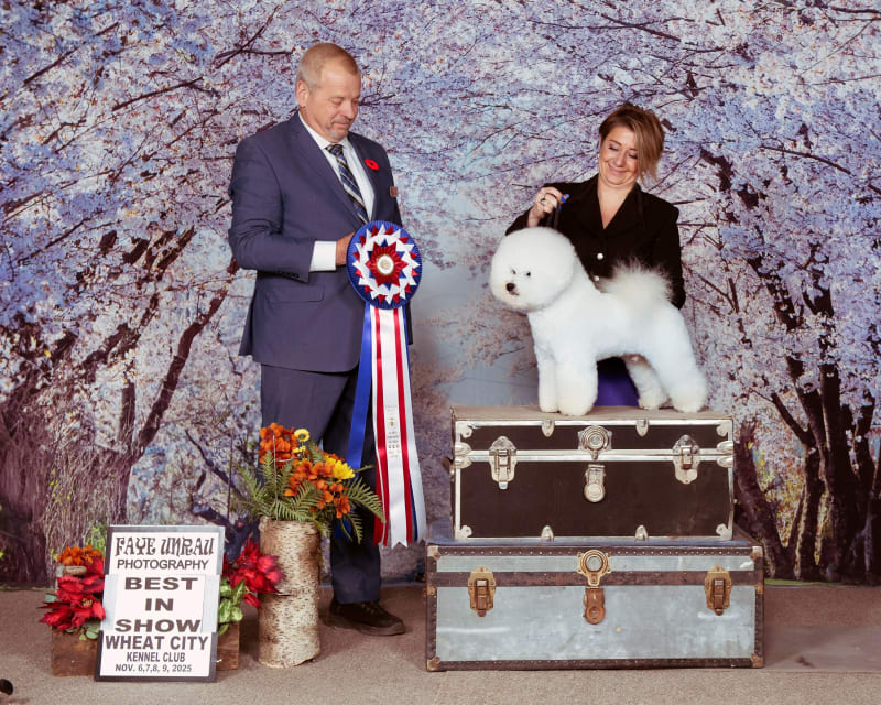 Brandon Wheat City Dog Show — Kaos!