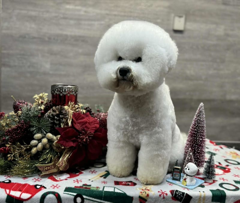 Dalnavert and Luvit Bichon Frise Would Like to Wish You a Very Happy New Year 2026