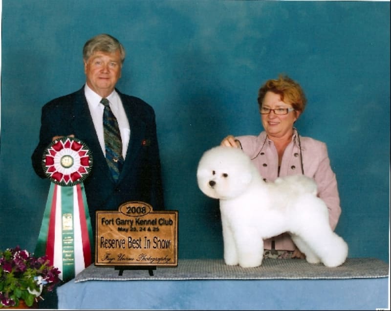 2008 Canadian Bichon Frise Wins