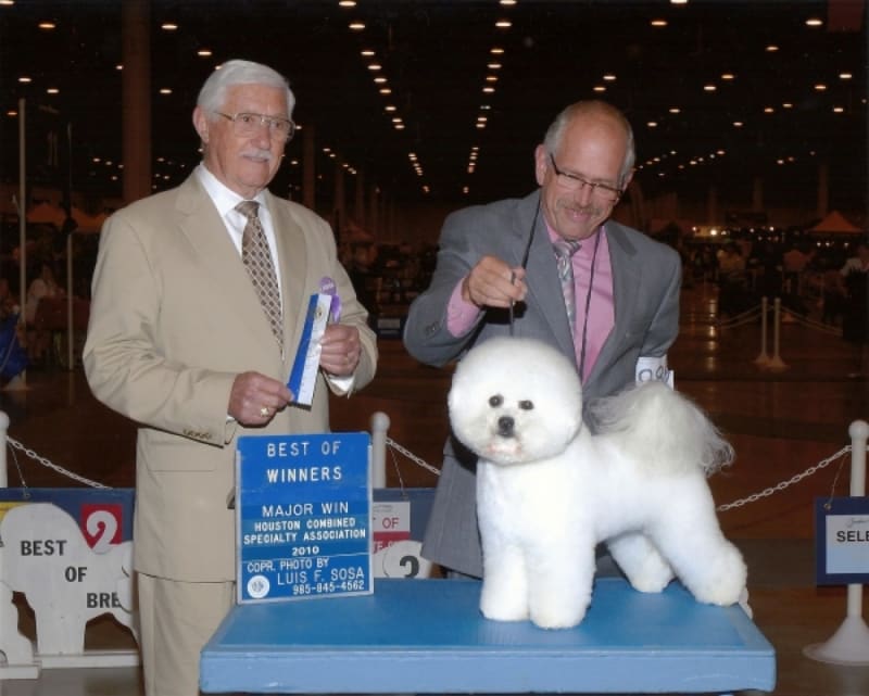 2010 American Bichon Frise Wins