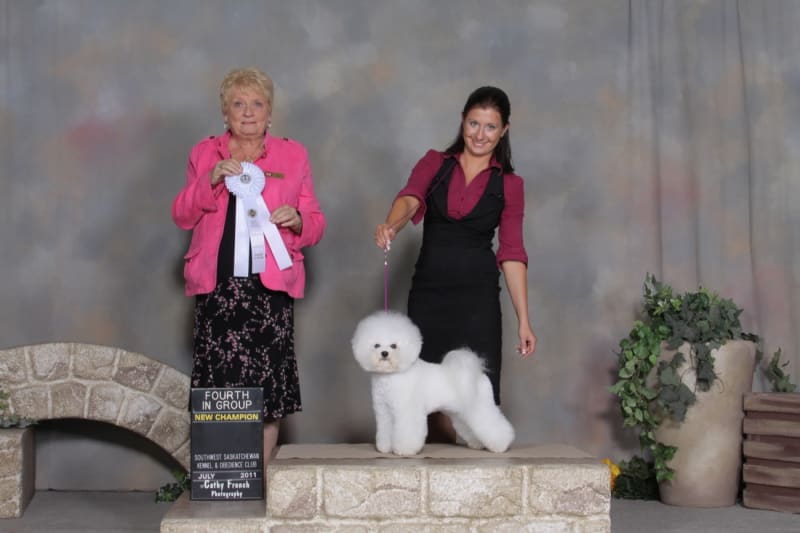2011 Canadian Bichon Frise wins