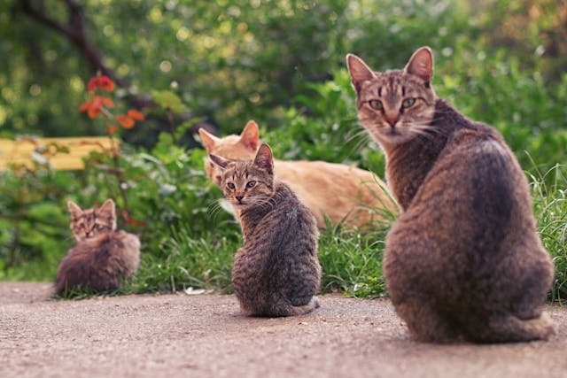 Jenis Kucing