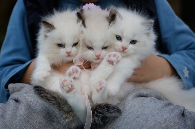 Jenis Kucing