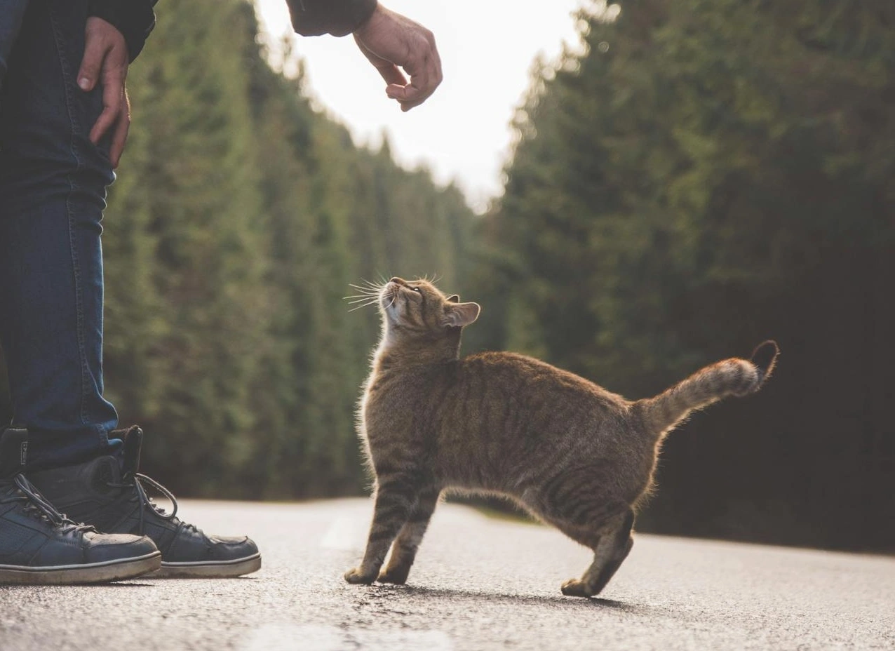 Nama Kucing Jantan