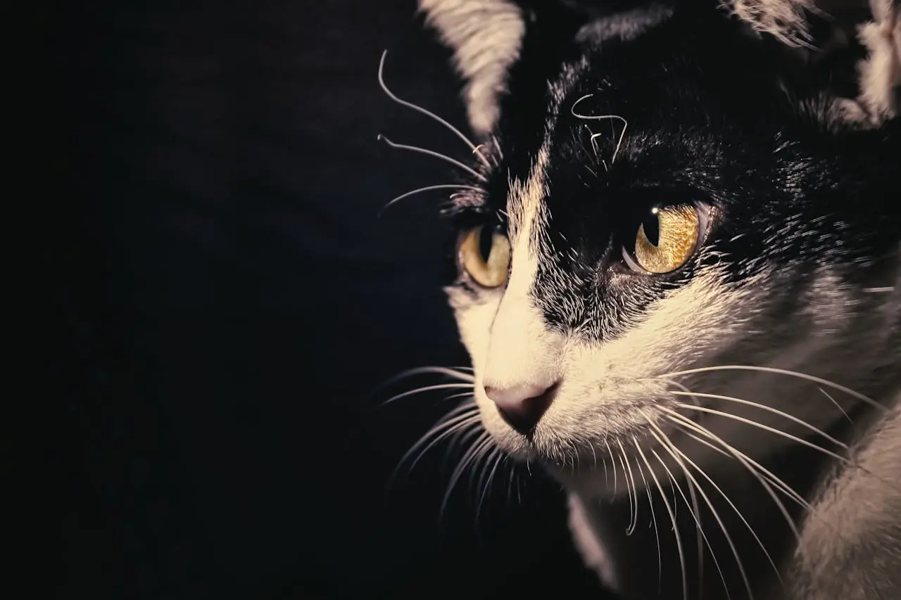 Kumis kucing