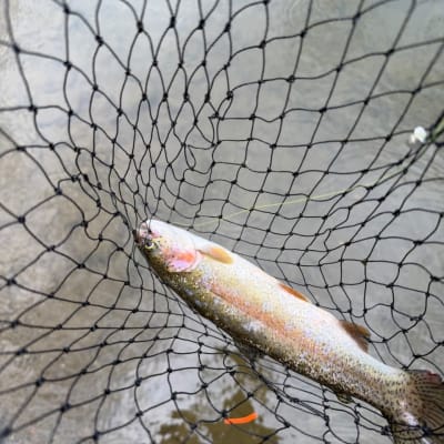 @Random Hero's catch