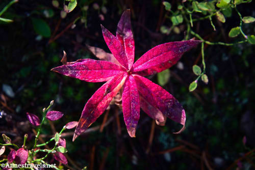 Red leaves with purple tips