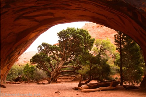 A tree beneath Navajo Arch in Devils Garden.  My photos weren't the best due to the clouds, so moody images were the name of the game. Arches National Park, Utah