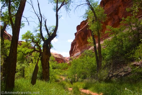 Trees and grass in Moonflower Canyon near Kane Creek, Utah