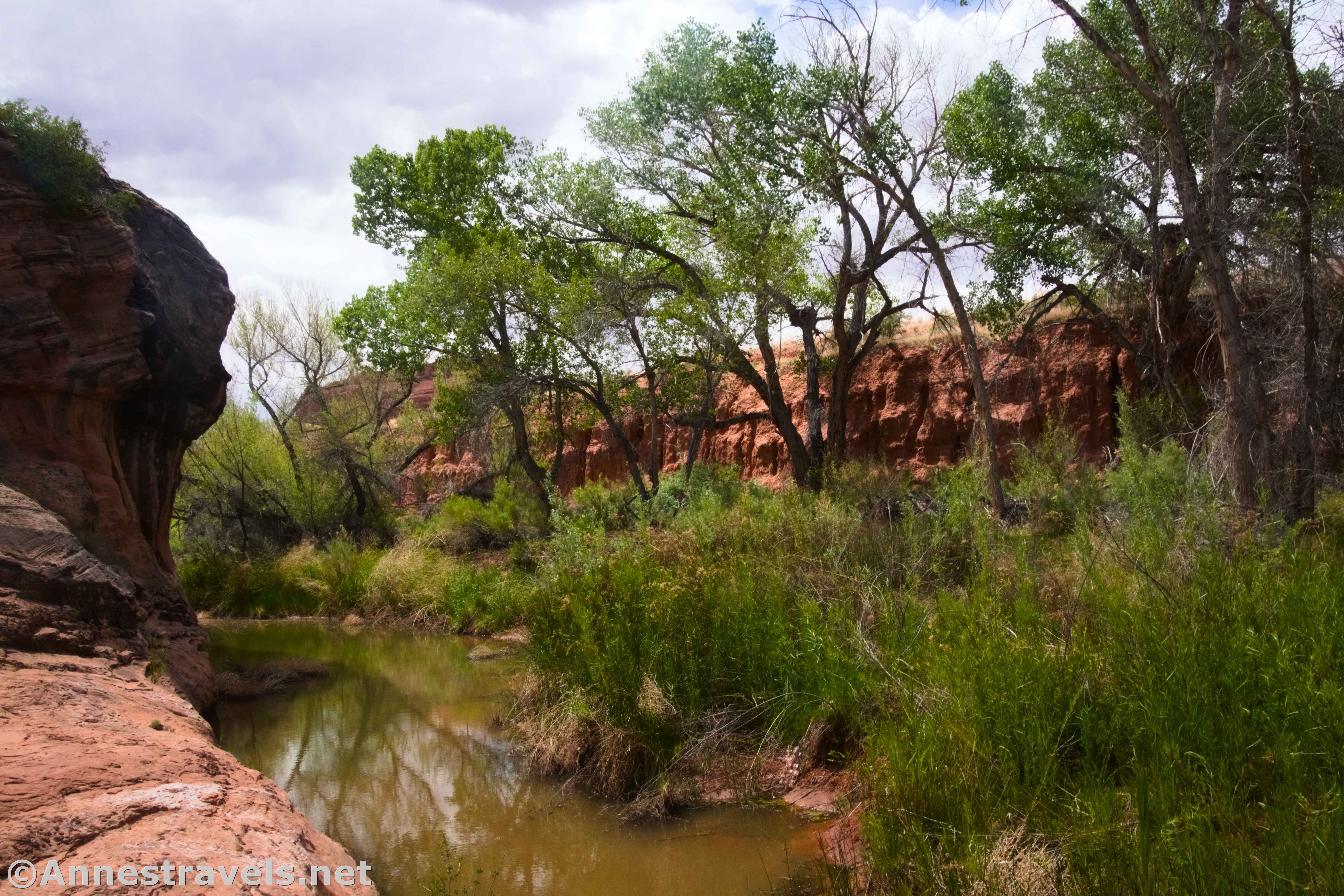 Water and trees in Lower Courthouse Wash, Arches National Park, Utah