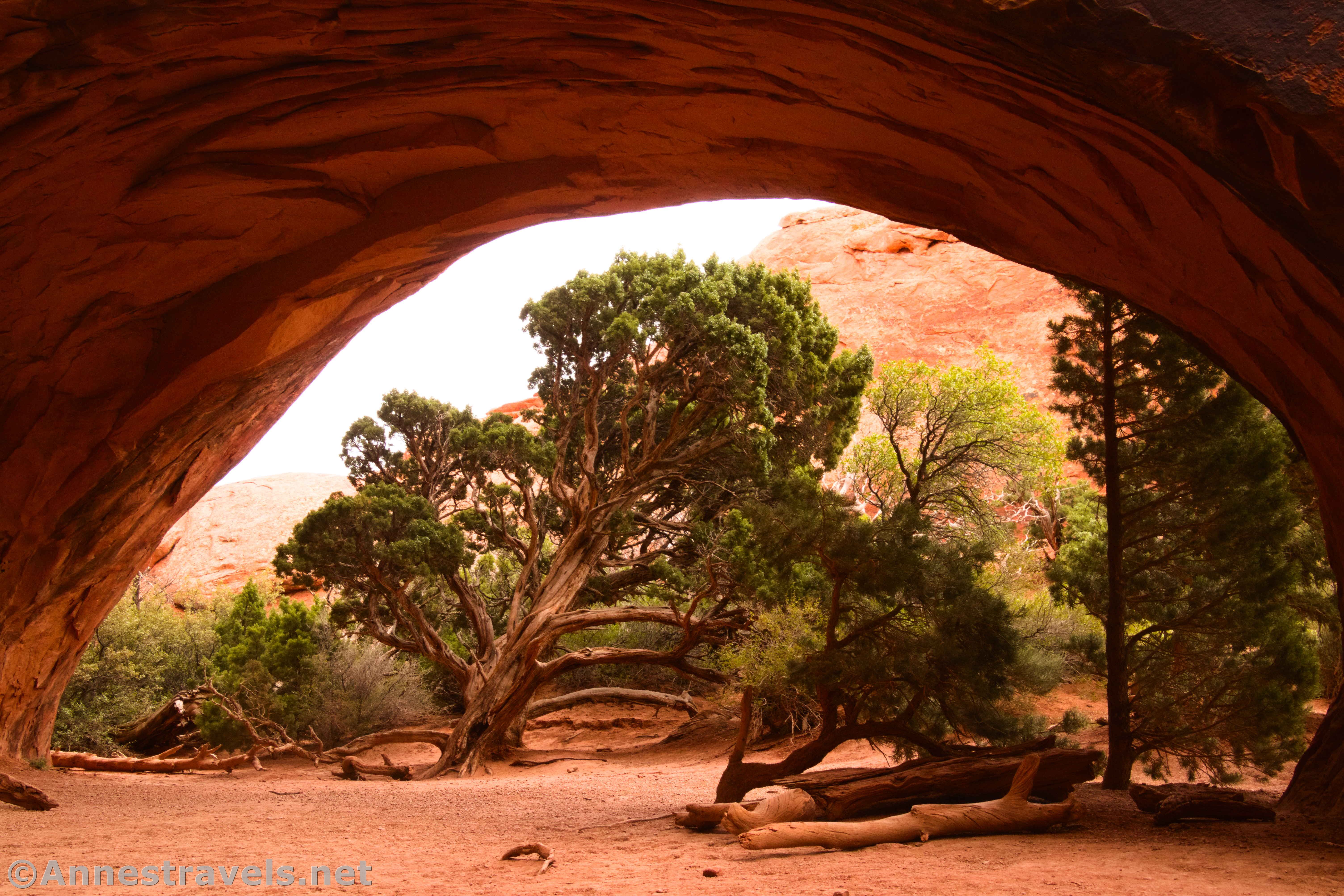 A tree beneath Navajo Arch in Devils Garden, Arches National Park, Utah