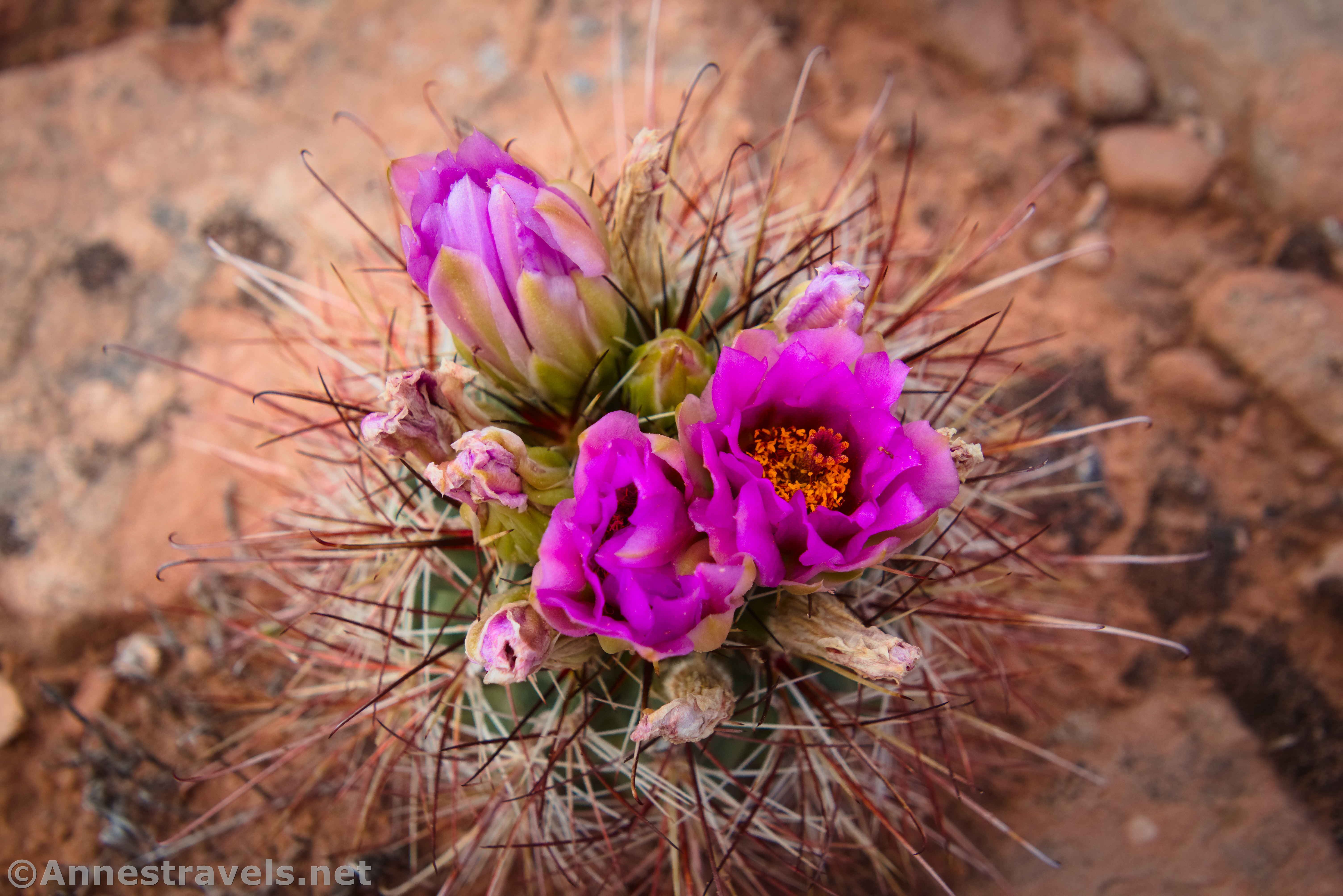 A blooming cactus near Willow Spring Canyon, Arches National Park, Utah