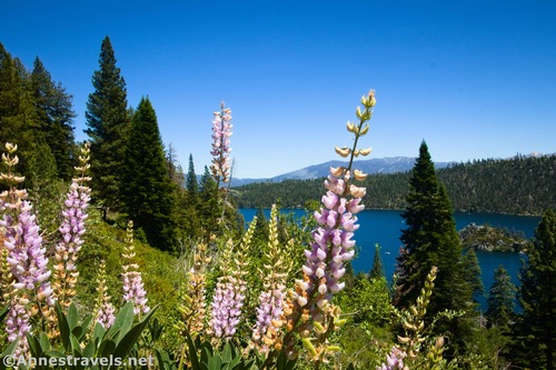 Lupines on the way to the bottom of Eagle Falls, Lake Tahoe Basin Management Area, California