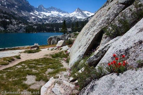 Wildflowers along Blue Lake, Inyo National Forest and John Muir Wilderness, California