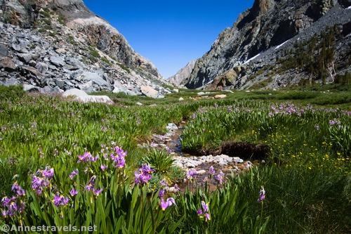 Meadows below the Golden Trout Lakes, Inyo National Forest, California