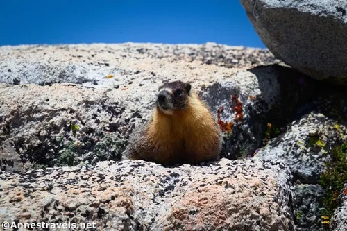 A yellow-bellied marmot above Piute Pass, Inyo National Forest, California